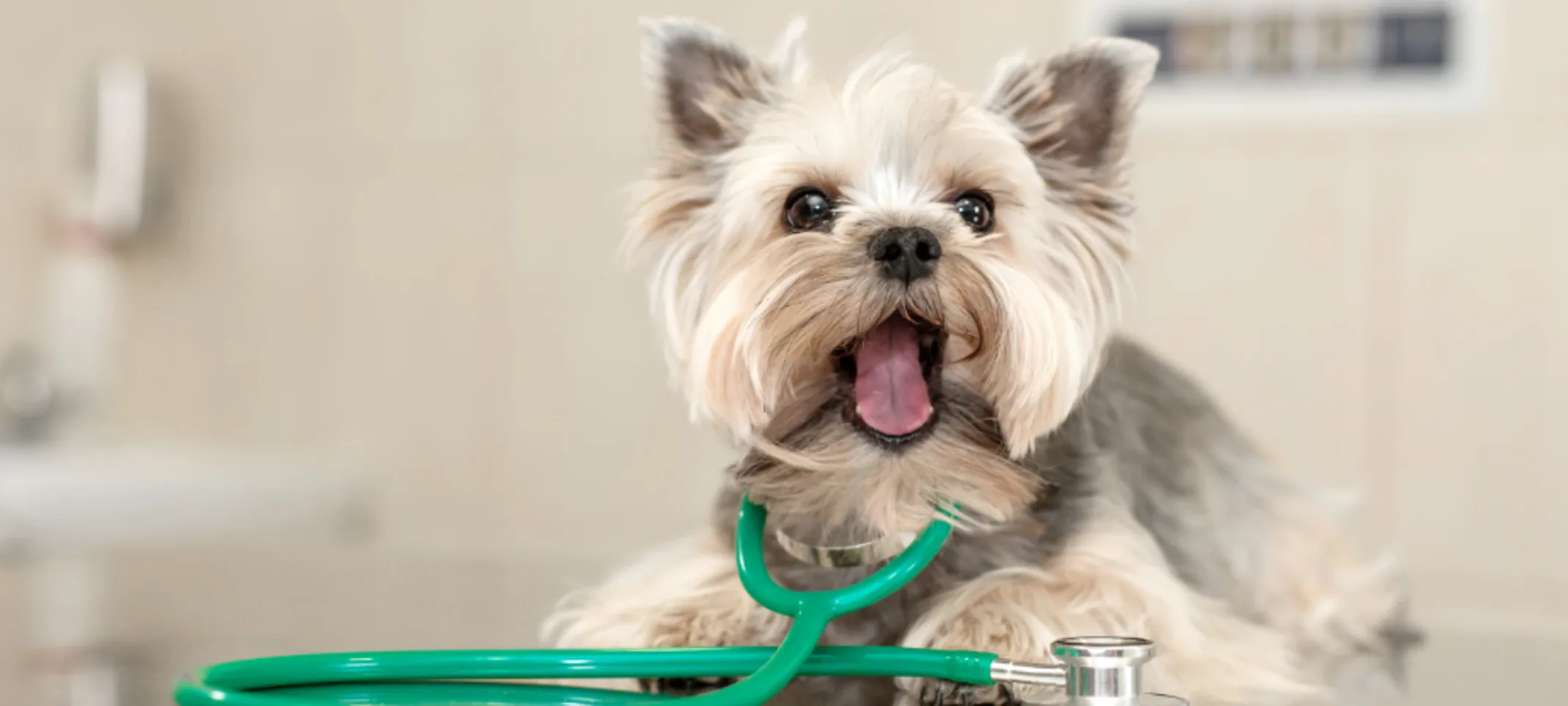 Small Dog Wearing a Green Stethoscope
